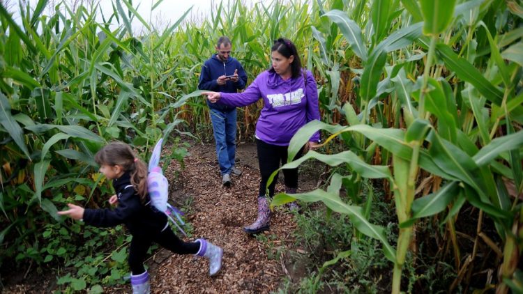 Lost Bearings Corn Maze at Bear Paw Beach opens; park offers other fall activities | Local News