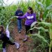 Lost Bearings Corn Maze at Bear Paw Beach opens; park offers other fall activities | Local News