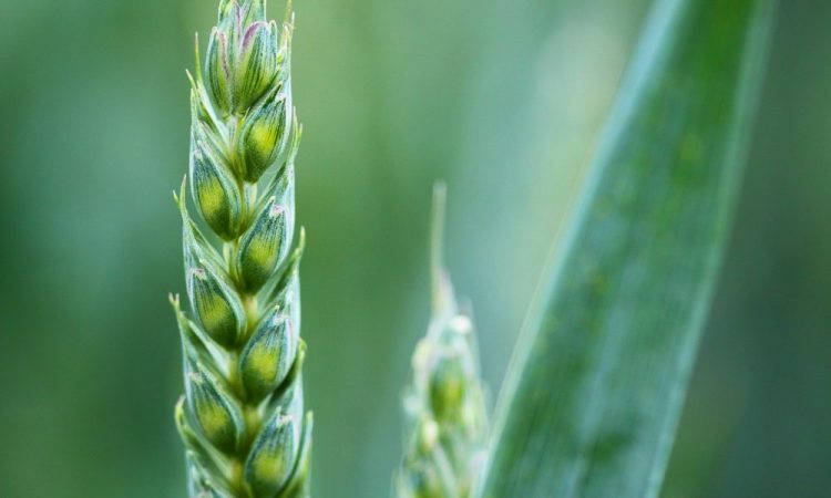 Algorand, Compound, Tron Price Analysis: 21 September