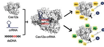 MeCas12a, a Highly Sensitive and Specific System for COVID‐19 Detection – Ma – – Advanced Science