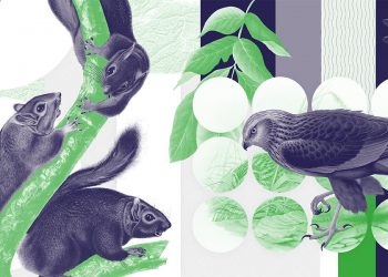 Brand new Natural History Museum infographics demonstrate the impact of COVID-19 lockdown on the movement of people, air and noise pollution and wildlife sightings in the UK