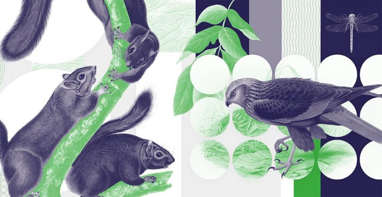 Brand new Natural History Museum infographics demonstrate the impact of COVID-19 lockdown on the movement of people, air and noise pollution and wildlife sightings in the UK