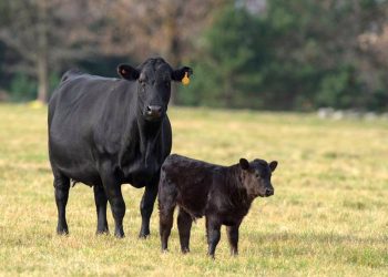 Canfax Research Services launches Cow-Calf Cost of Production Network