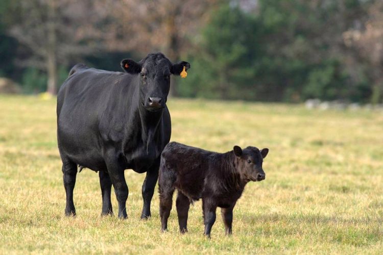Canfax Research Services launches Cow-Calf Cost of Production Network