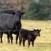 Canfax Research Services launches Cow-Calf Cost of Production Network