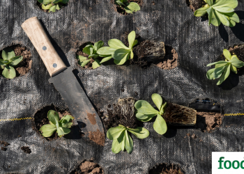 Chicago Grant Program Funds Farmers of Color – Food Tank