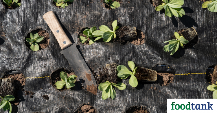 Chicago Grant Program Funds Farmers of Color – Food Tank