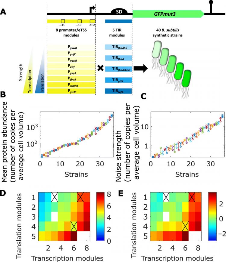 Extrinsic noise prevents the independent tuning of gene expression noise and protein mean abundance in bacteria