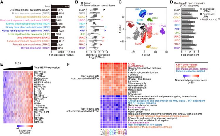Endogenous retroviruses drive KRAB zinc-finger protein family expression for tumor suppression