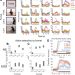 A shared neural substrate for action verbs and observed actions in human posterior parietal cortex