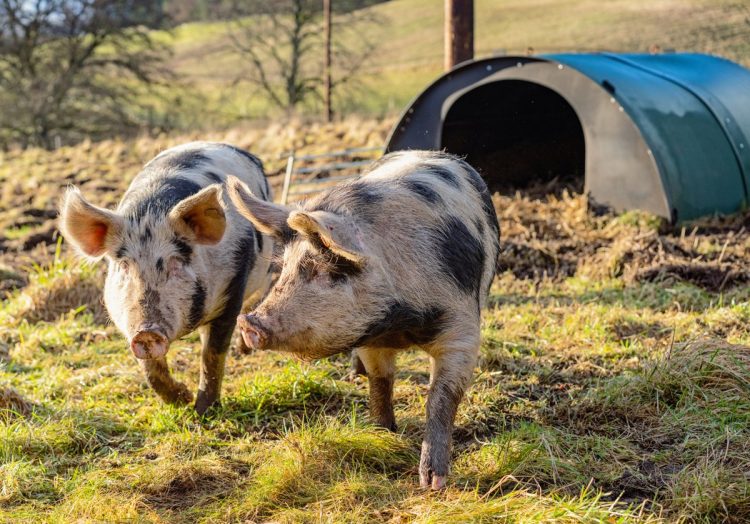 Could Crate-Free Pork Become the New Industry Standard?