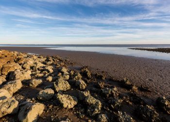 Matagorda Bay Mitigation Trust accepting funding proposals for environmental projects, studies and initiatives | Environment
