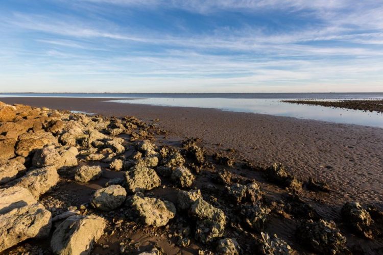 Matagorda Bay Mitigation Trust accepting funding proposals for environmental projects, studies and initiatives | Environment