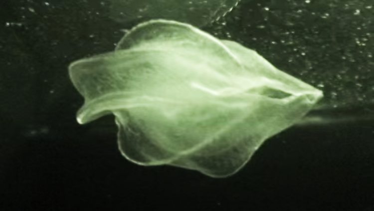 Feasting Jelly Resembles LITTLE SHOP OF HORRORS’ Audrey II