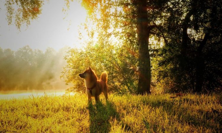 XRP, Ethereum Classic, Dogecoin Price Analysis: 04 October