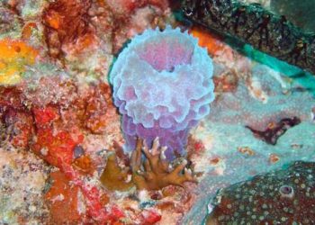 Healthy corals in Biscayne Bay surprised scientists
