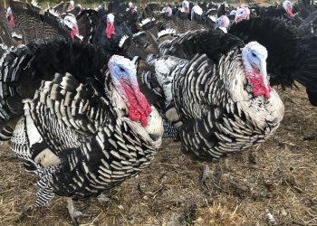 Scaled-back Thanksgiving plans leave turkey farmers in limbo