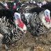 Scaled-back Thanksgiving plans leave turkey farmers in limbo