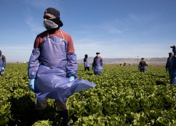Farmer optimism rises due to a good harvest and high prices