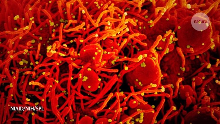 COVID-19 reinfections raise immunity questions