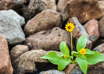 Resilience > Accuracy: Why ‘model resilience’ should be the true metric for operationalizing models