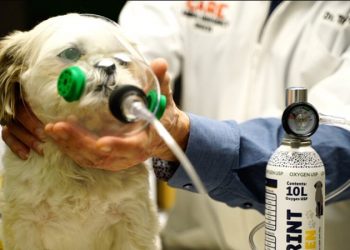 Pitt Alum, Entrepreneur Makes Tails Wag | Pittwire
