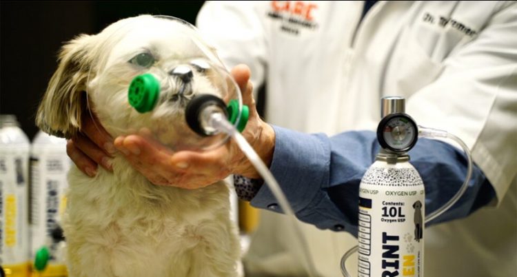 Pitt Alum, Entrepreneur Makes Tails Wag | Pittwire