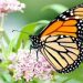 Research shows native milkweed cultivars can support monarch butterflies, bees in urban gardens