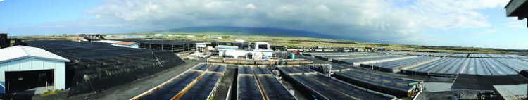 Expansion at NELHA: Big Island Abalone, Blue Ocean Mariculture announce plans for growth