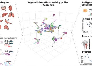 A human cell atlas of fetal chromatin accessibility