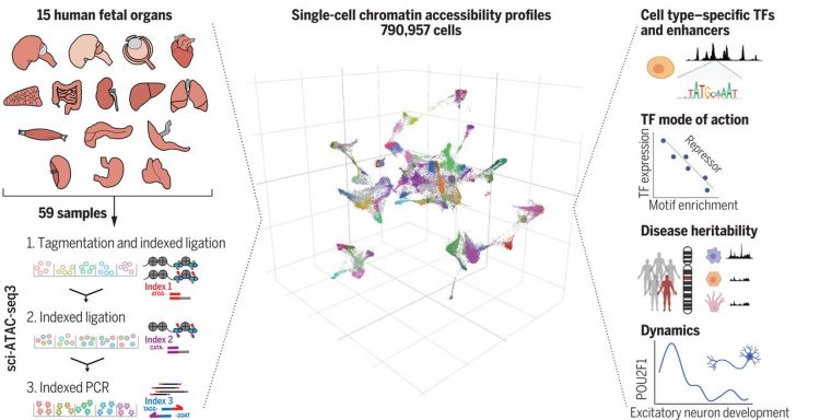 A human cell atlas of fetal chromatin accessibility