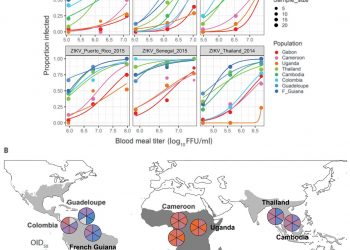 Enhanced Zika virus susceptibility of globally invasive Aedes aegypti populations