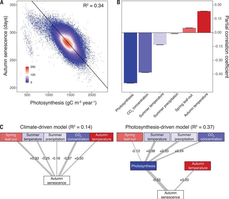 Increased growing-season productivity drives earlier autumn leaf senescence in temperate trees