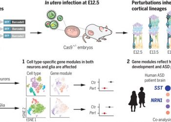In vivo Perturb-Seq reveals neuronal and glial abnormalities associated with autism risk genes – Science Magazine