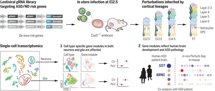 In vivo Perturb-Seq reveals neuronal and glial abnormalities associated with autism risk genes – Science Magazine