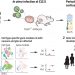 In vivo Perturb-Seq reveals neuronal and glial abnormalities associated with autism risk genes – Science Magazine