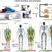 How unmeasured muscle mass affects estimated GFR and diagnostic inaccuracy