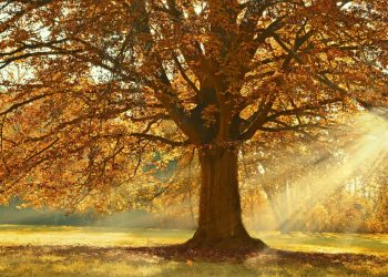 Alliance Trust – A trust for all seasons