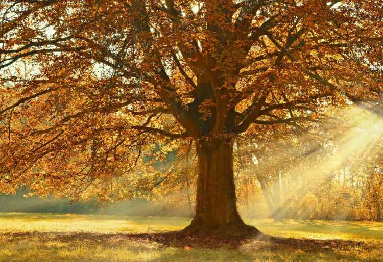 Alliance Trust – A trust for all seasons