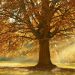 Alliance Trust – A trust for all seasons