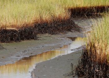 $1 million from RESTORE Act to fund Louisiana coastal research such as carbon capture