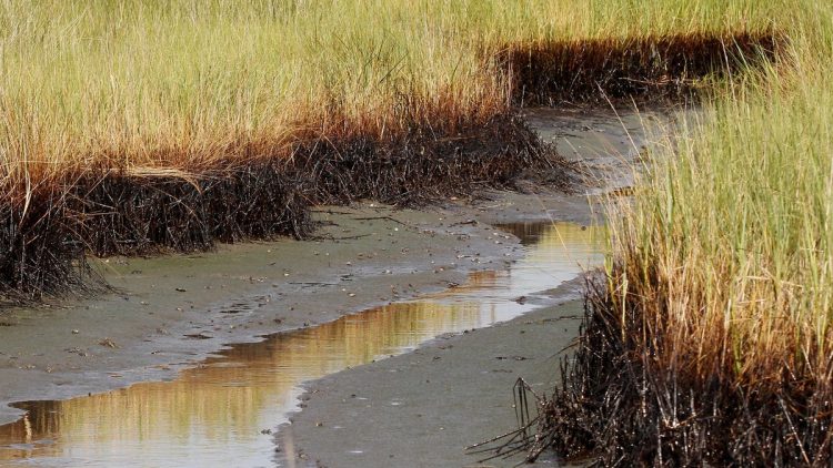 $1 million from RESTORE Act to fund Louisiana coastal research such as carbon capture