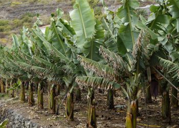 Growing together– celebrating tropical agriculture research in PLOS ONE