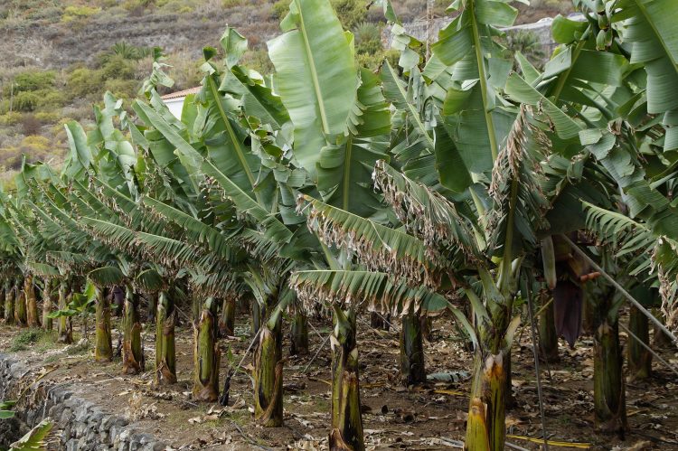 Growing together– celebrating tropical agriculture research in PLOS ONE
