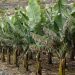 Growing together– celebrating tropical agriculture research in PLOS ONE