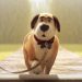 This Pixar-Like Ads for Pet Food Gently Encourage Owners Not to Overfeed