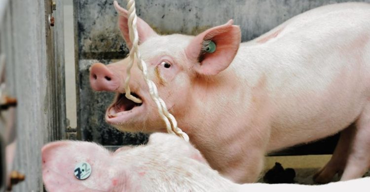 Adapting the PRRS oral fluid ELISA to routine surveillance