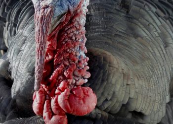 With rituals upended, Minnesotans rethink Thanksgiving