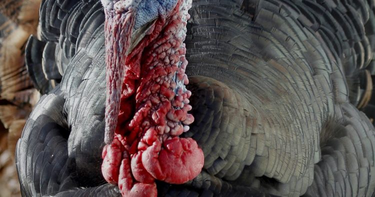 With rituals upended, Minnesotans rethink Thanksgiving