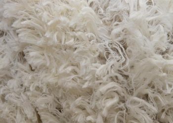 ‘Tremendous support’ for newly established Strong Wool Action Group